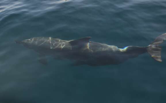 Imagem de Tursiops Gervais 1855