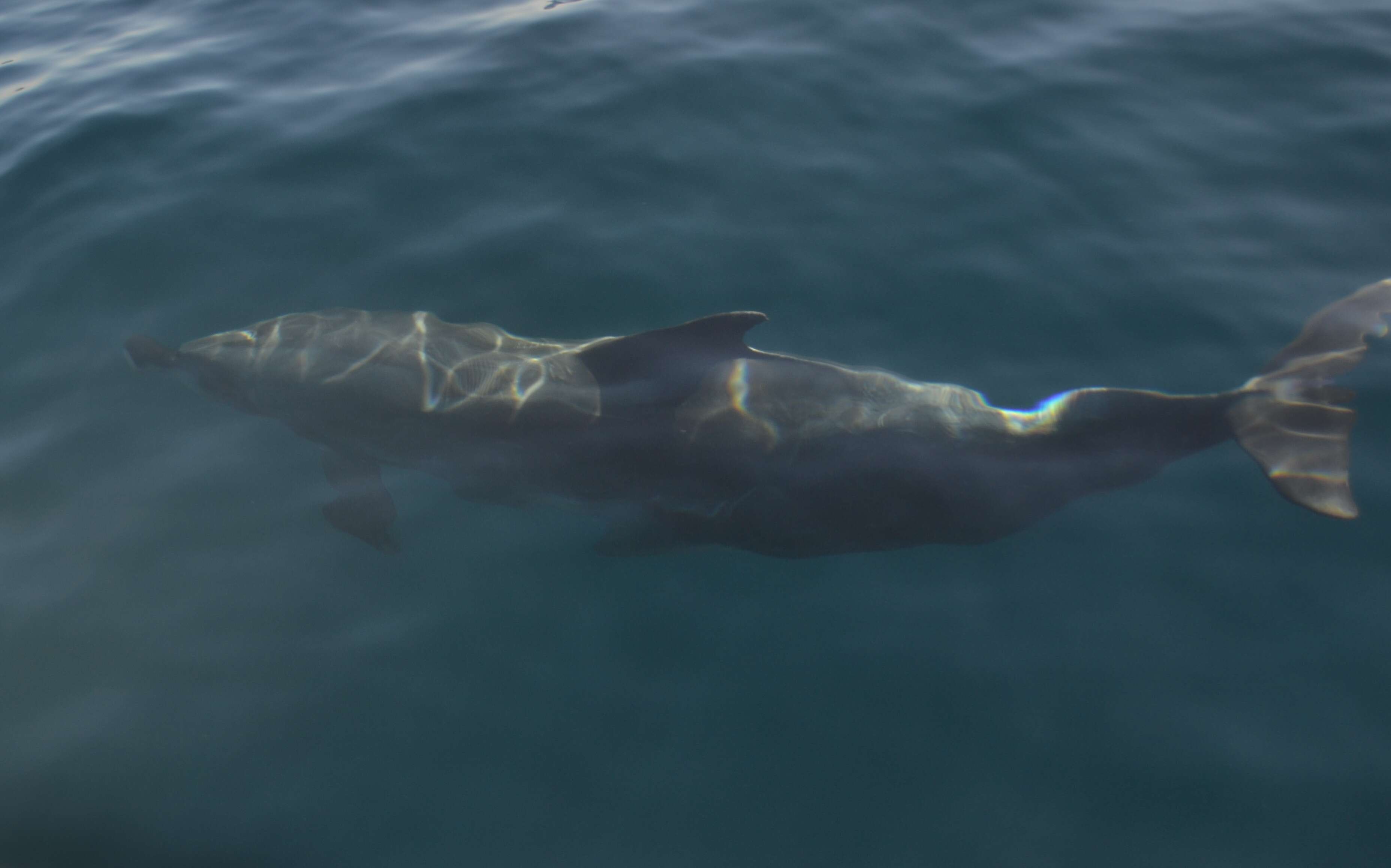 Image of Bottlenose Dolphin