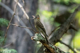 Image of Greater Pewee