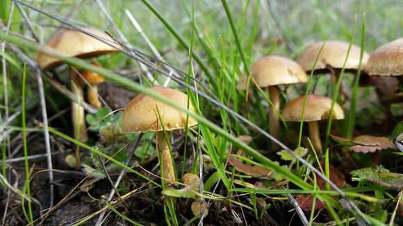 Image of common agrocybe