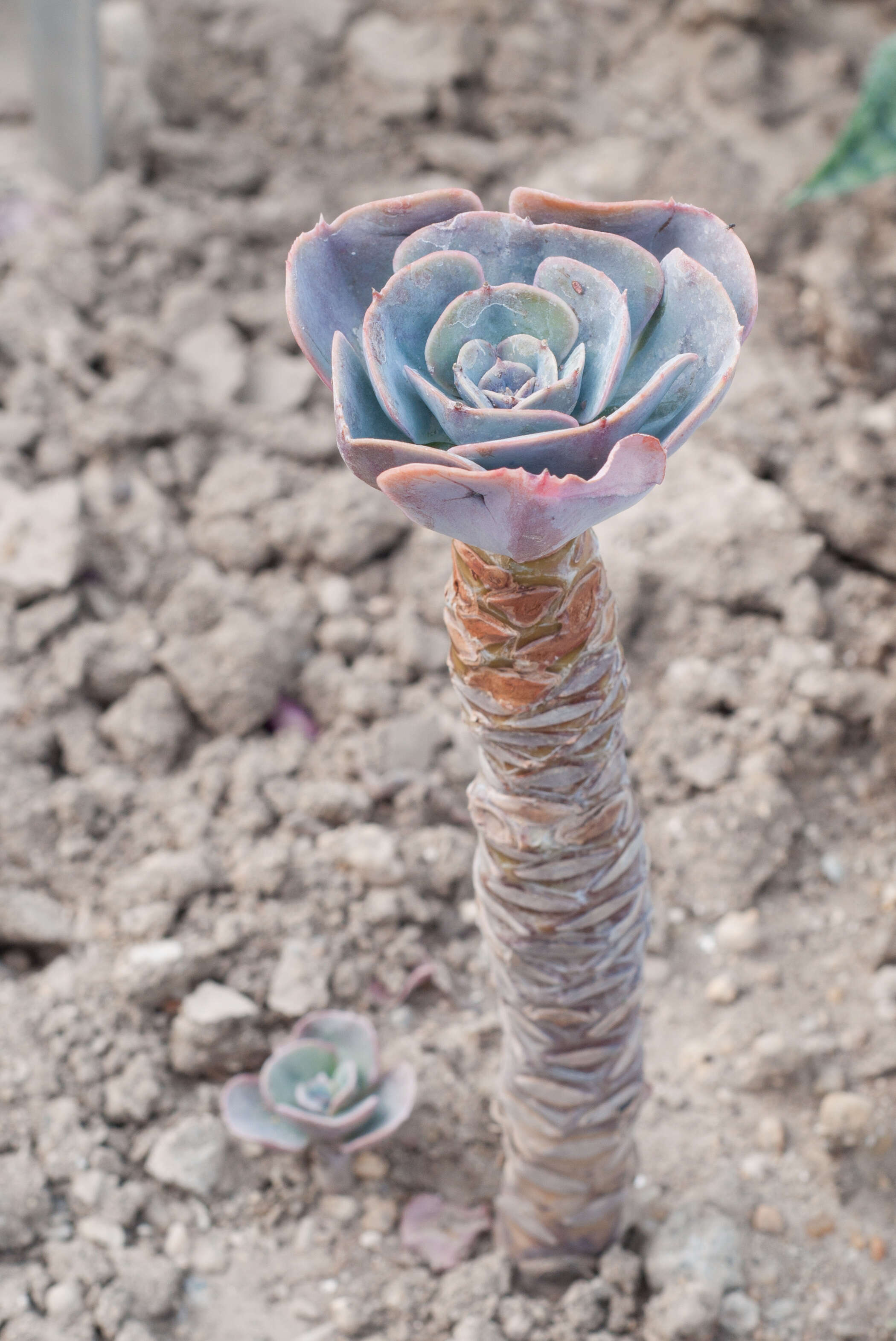 Image of hens and chicks