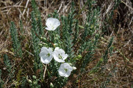 Imagem de Linum monogynum Forst. fil.