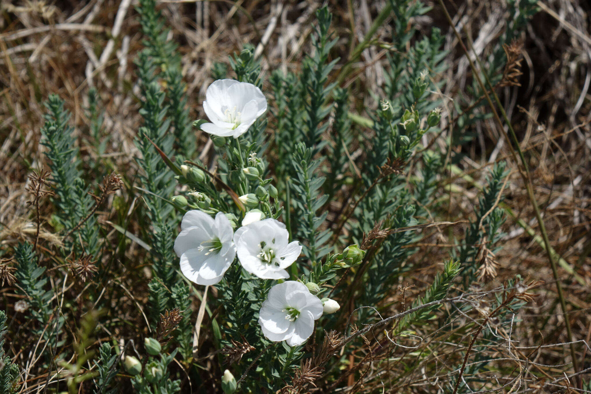 Imagem de Linum monogynum Forst. fil.