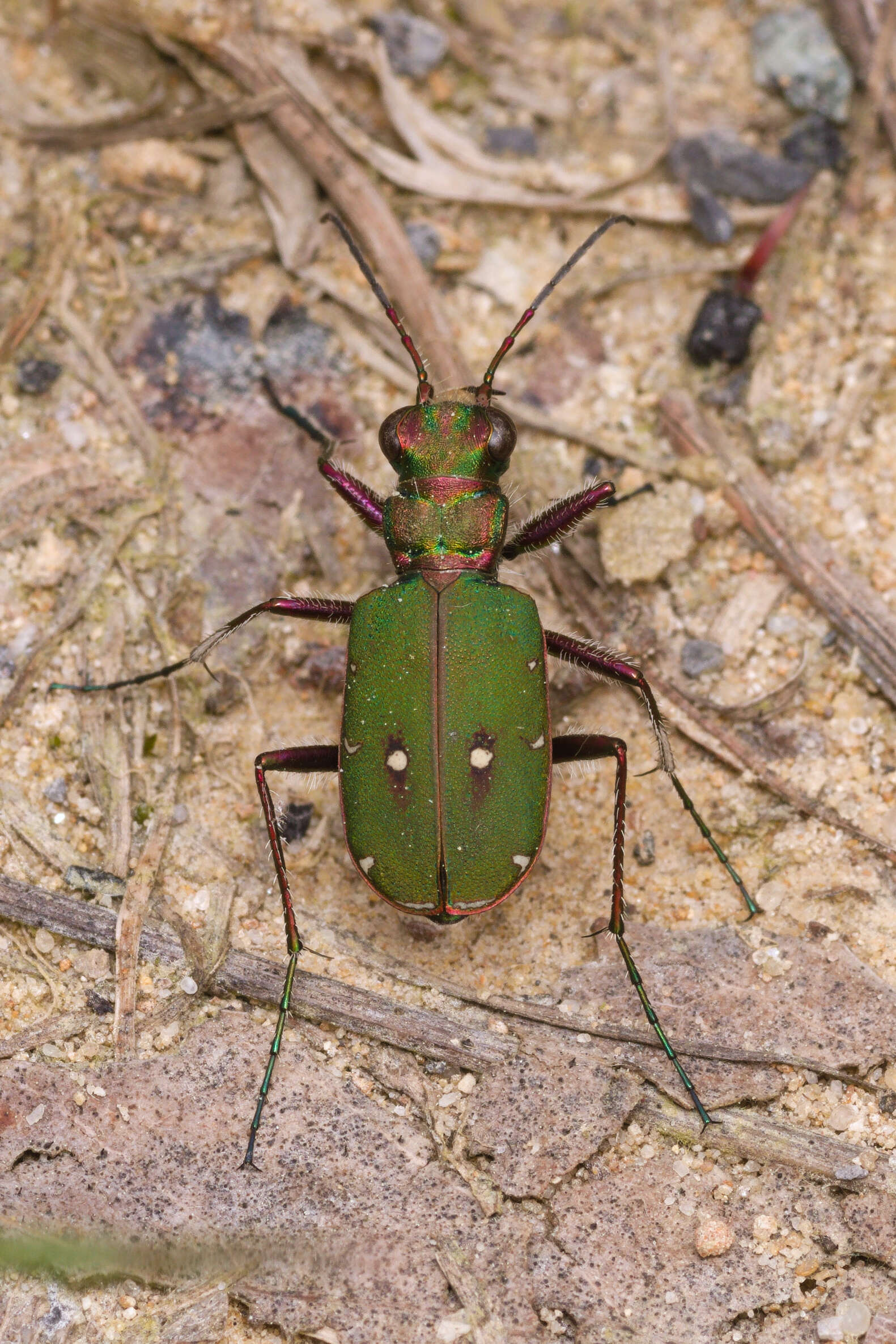 Image of Green tiger beetle