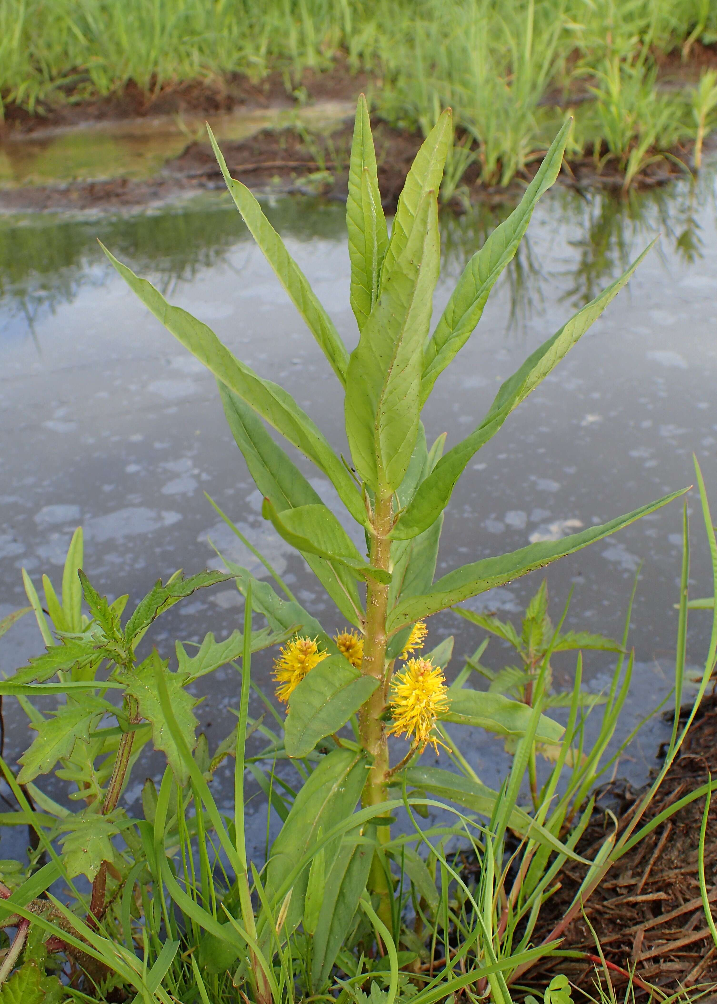 Image of Tufted Loosestrife