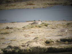 Image of Piping Plover