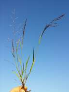 Image of Indian lovegrass