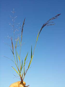 Image of Indian lovegrass