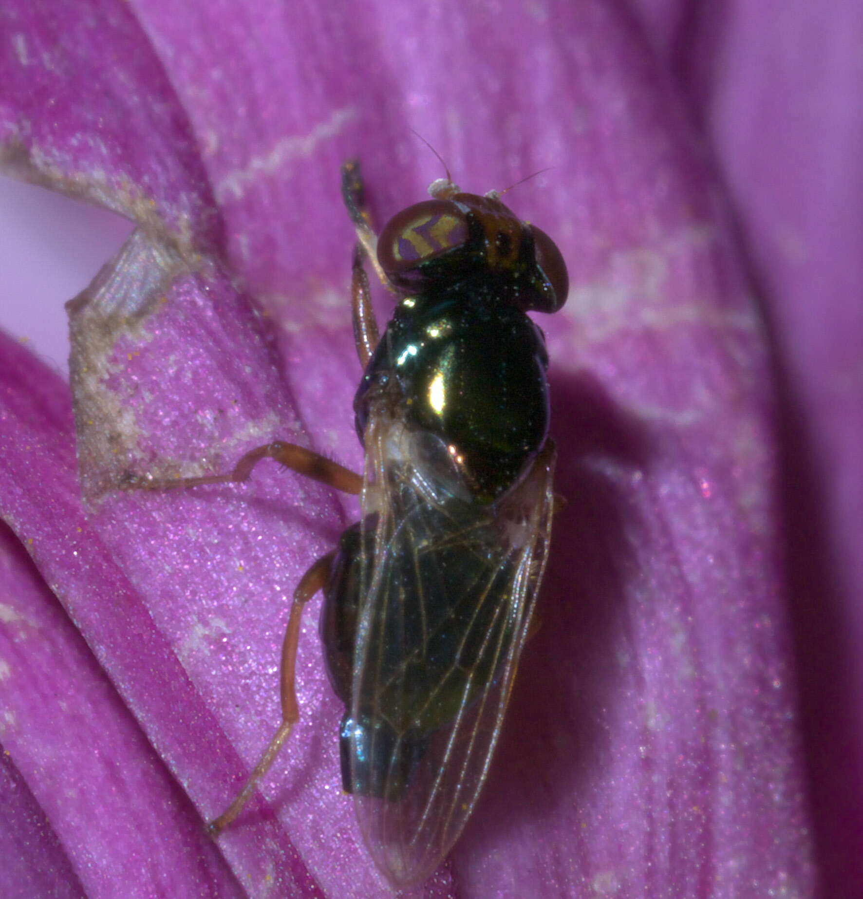 Image of Physiphora