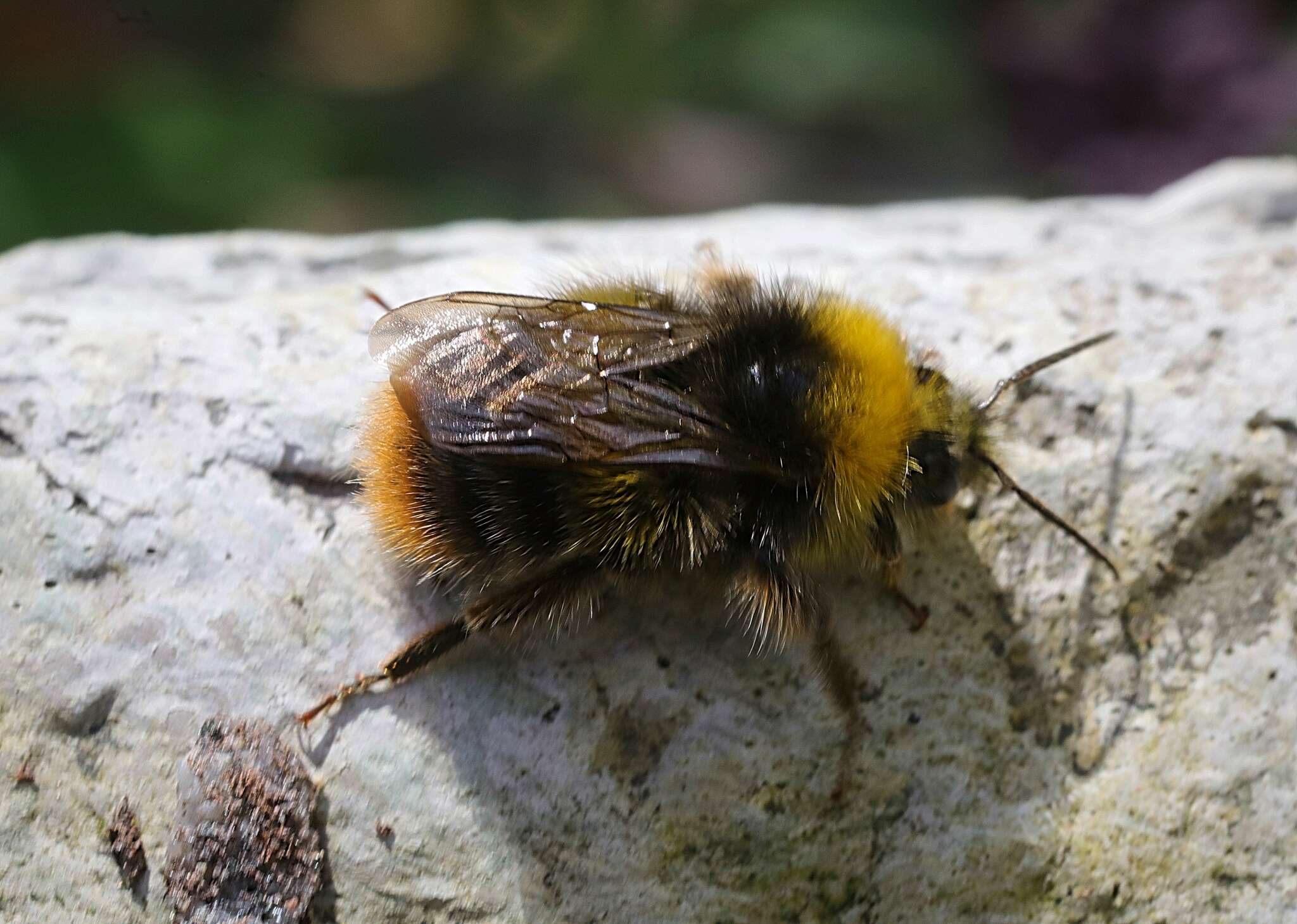 Plancia ëd Bombus pratorum (Linnaeus 1761)