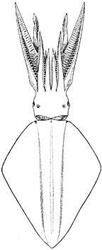 Image of Thysanoteuthis Troschel 1857