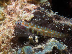 Image of Redblotched pygmy goby