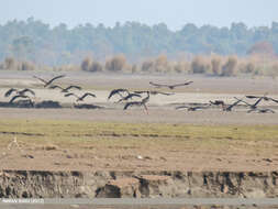 Image of Black Stork