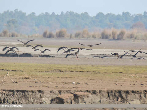 Image of Black Stork