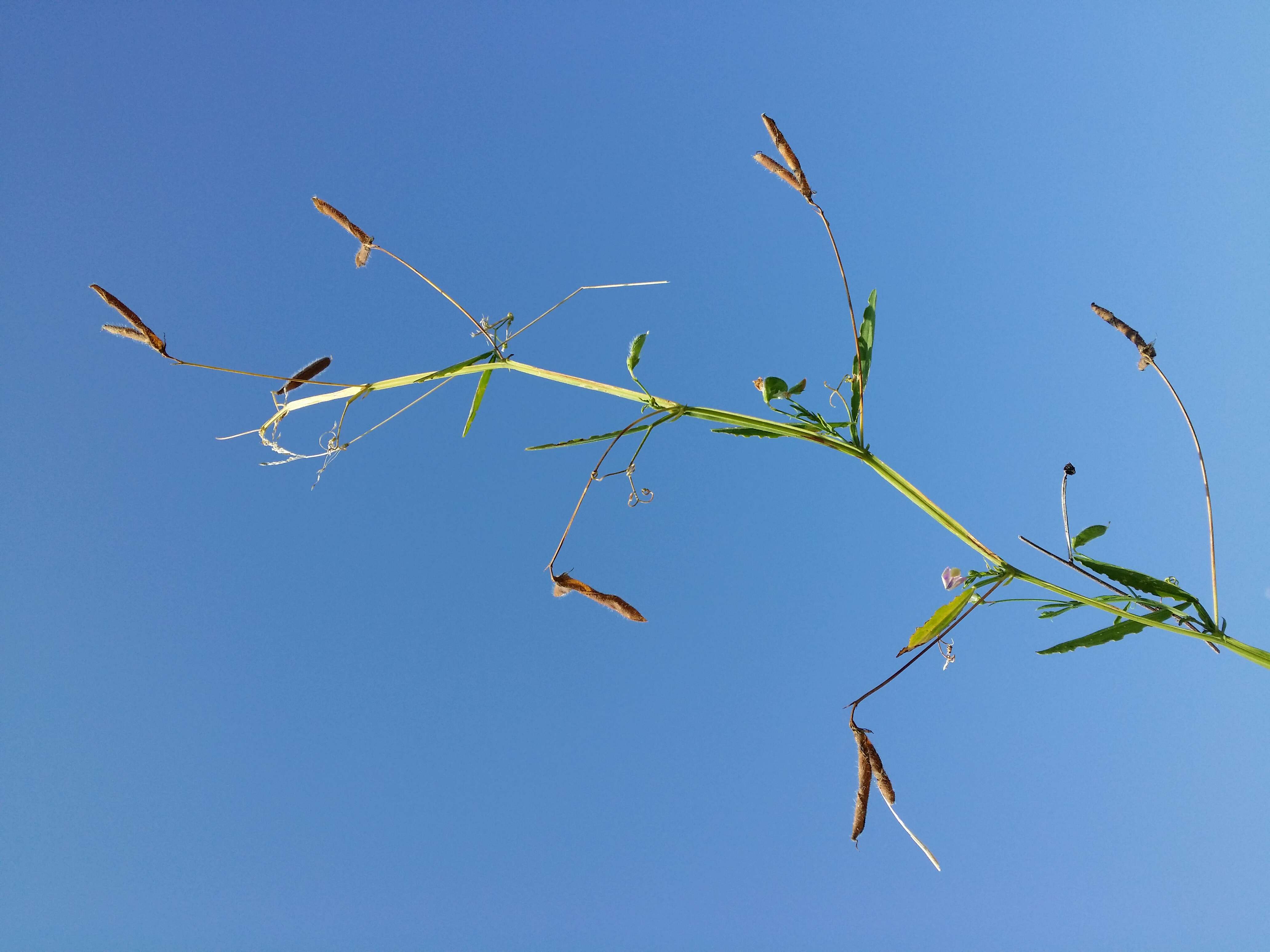 Lathyrus hirsutus L.的圖片