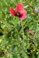 Image of round pricklyhead poppy