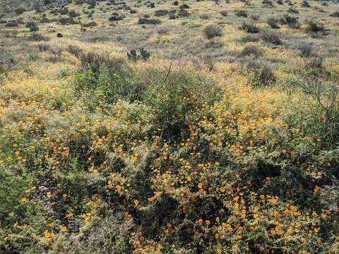 Image of Arizona poppy