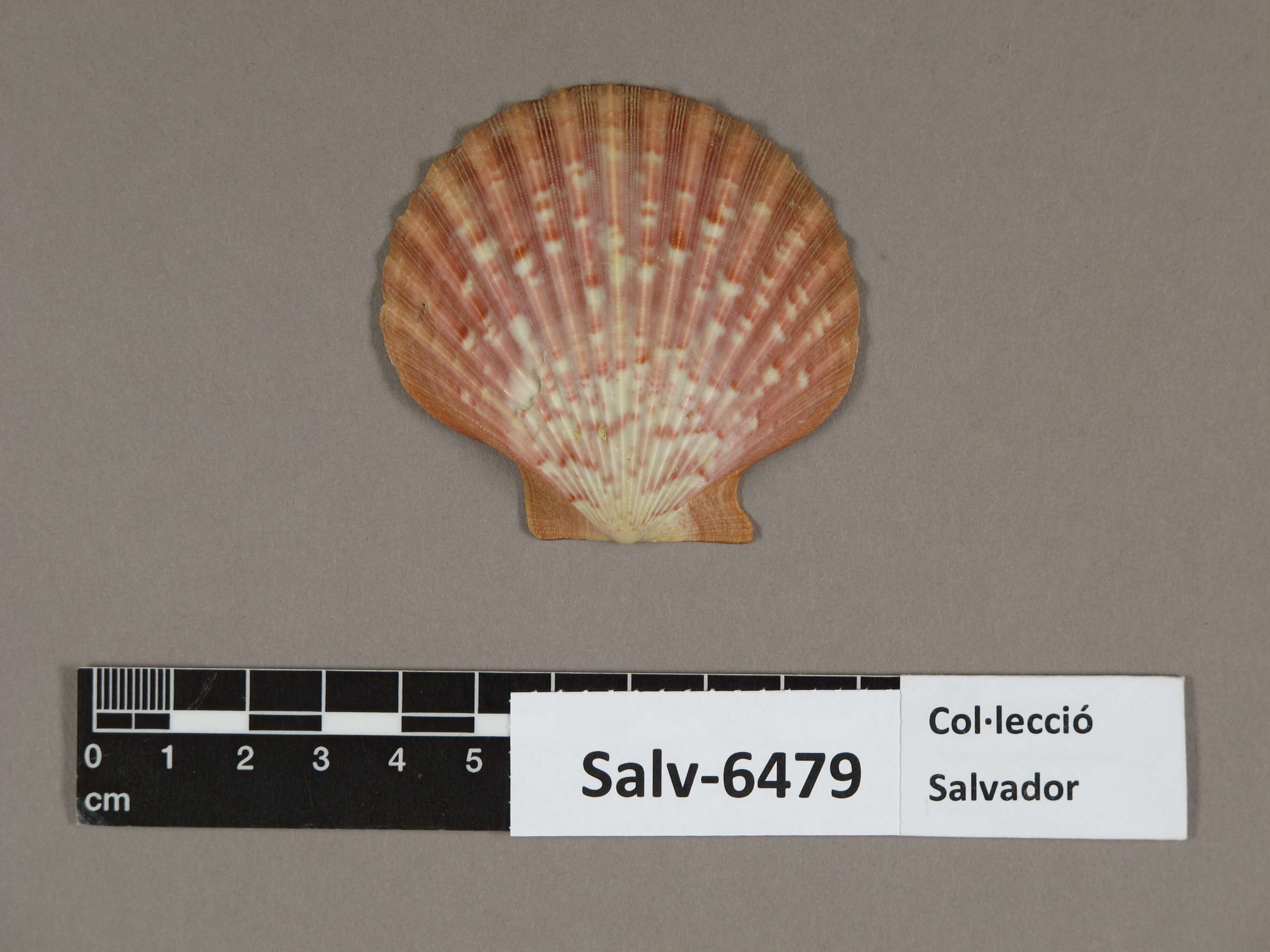 Image of Pectinoidea Rafinesque 1815