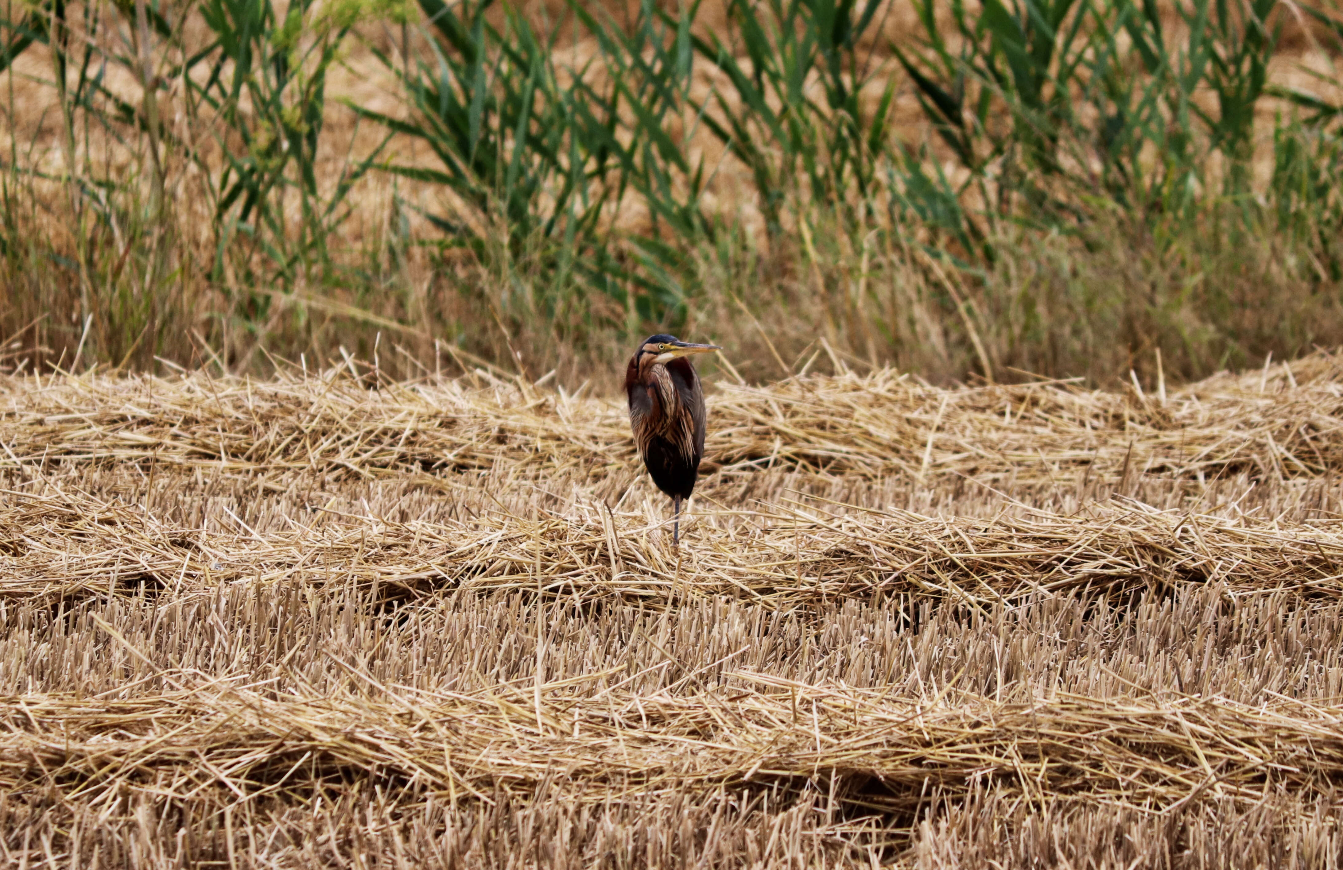 Image of Purple Heron