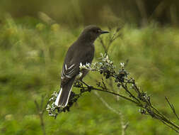 Image of White-tailed Shrike-Tyrant