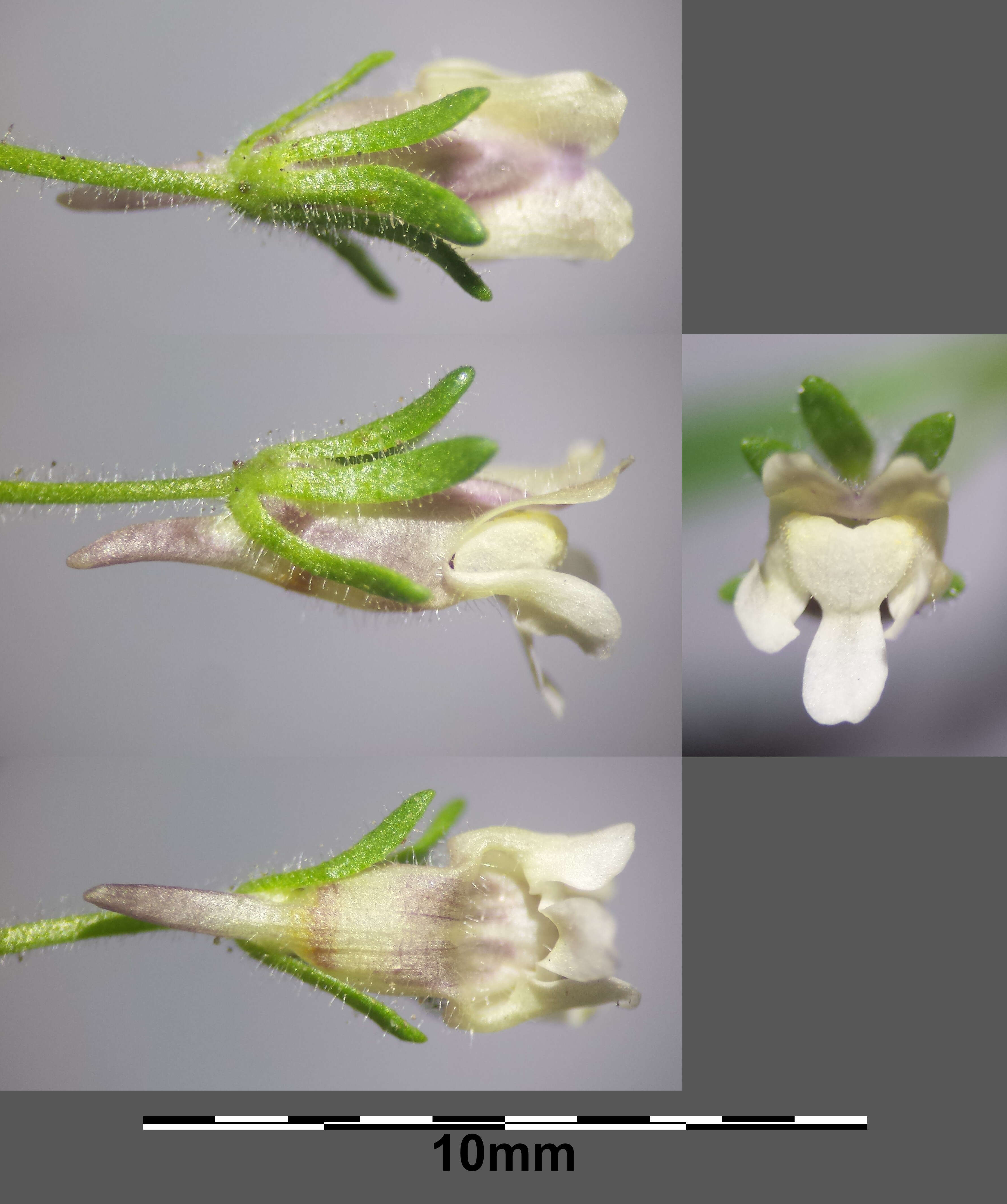 Image of dwarf snapdragon