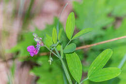 Lathyrus linifolius (Reichard) Bassler resmi