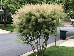 Image of American smoketree