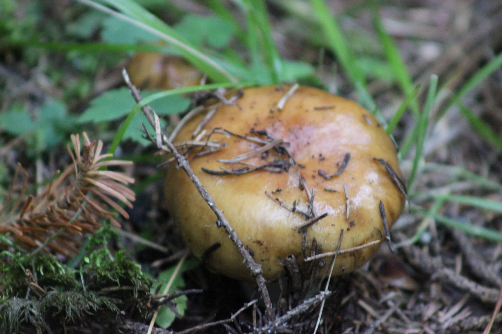 Image of Stinking Russula