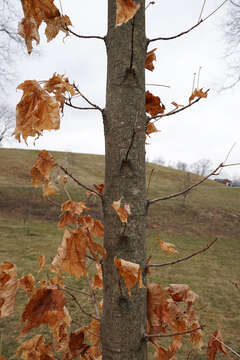 Image of sugar maple