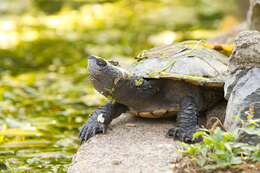 Image of Murray River Turtle