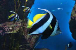 Image of Bannerfish