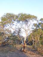 Image of snow gum