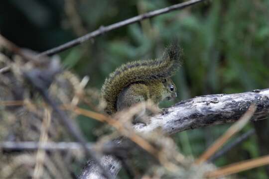 Image of Green Bush Squirrel