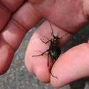 Image of Carabus (Chrysocarabus) basilicus basilicus Chevrolat 1836