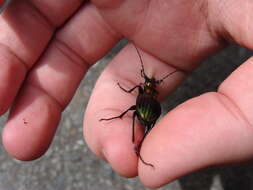 Image of Carabus (Chrysocarabus) basilicus Chevrolat 1836