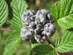 Image de Rubus niveus Thunb.