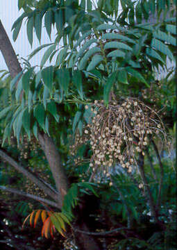 Image de arbre à cire