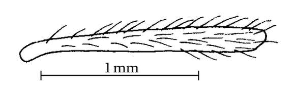 Image of Camponotus reburrus