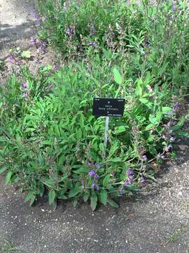 Imagem de Salvia officinalis L.