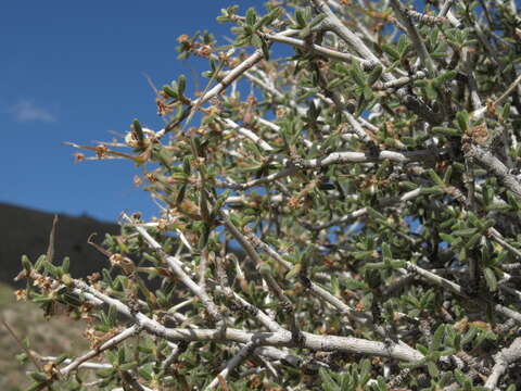 Imagem de Cercocarpus intricatus S. Wats.