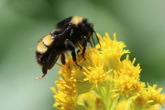 Plancia ëd Bombus terricola Kirby 1837