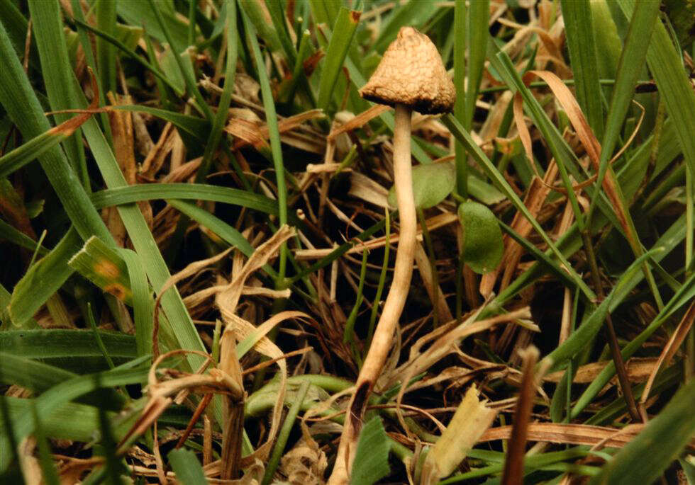 Plancia ëd Psilocybe semilanceata (Fr.) P. Kumm. 1871