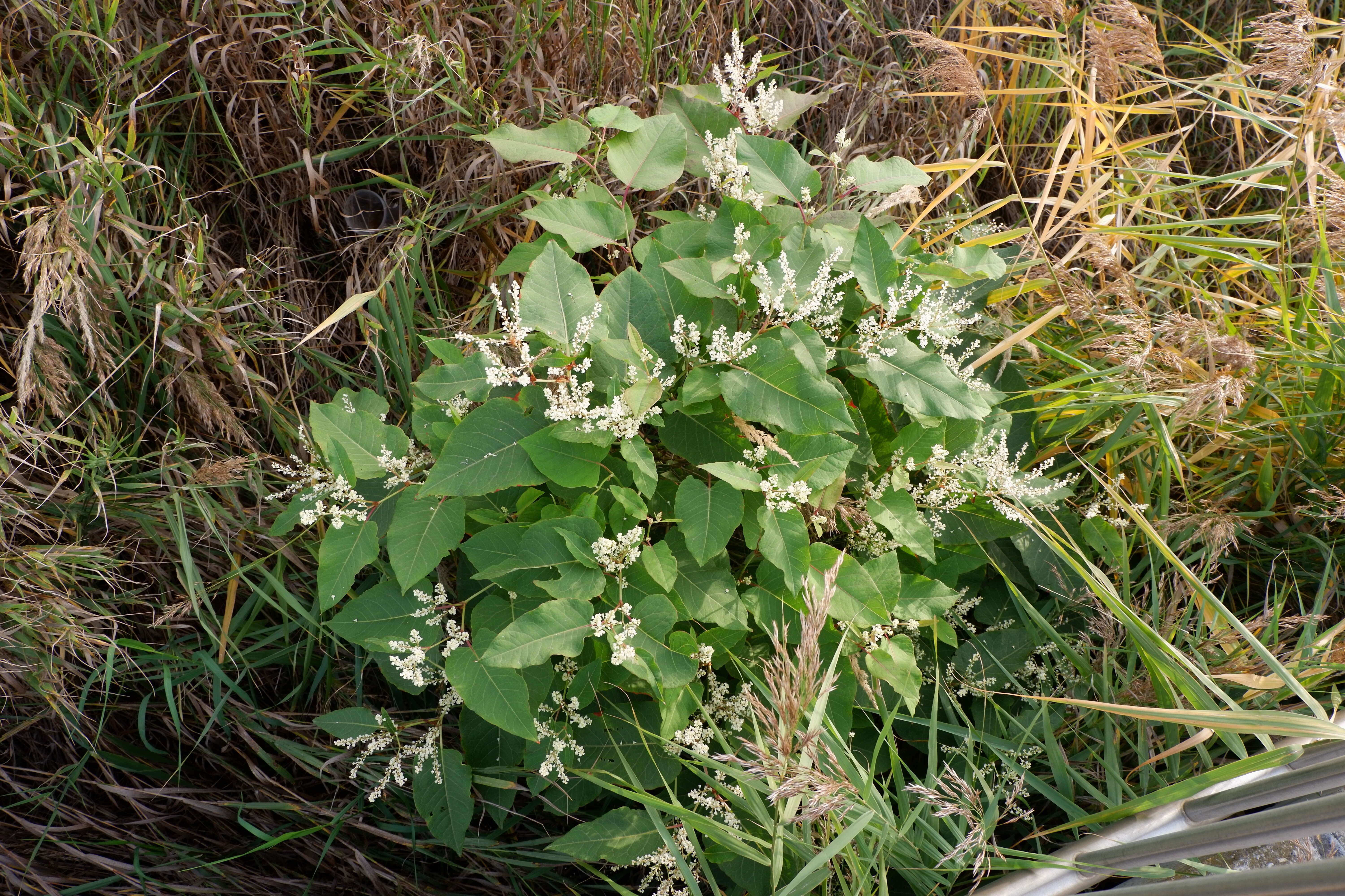 Plancia ëd Reynoutria sachalinensis (Friedrich Schmidt Petrop.) Nakai