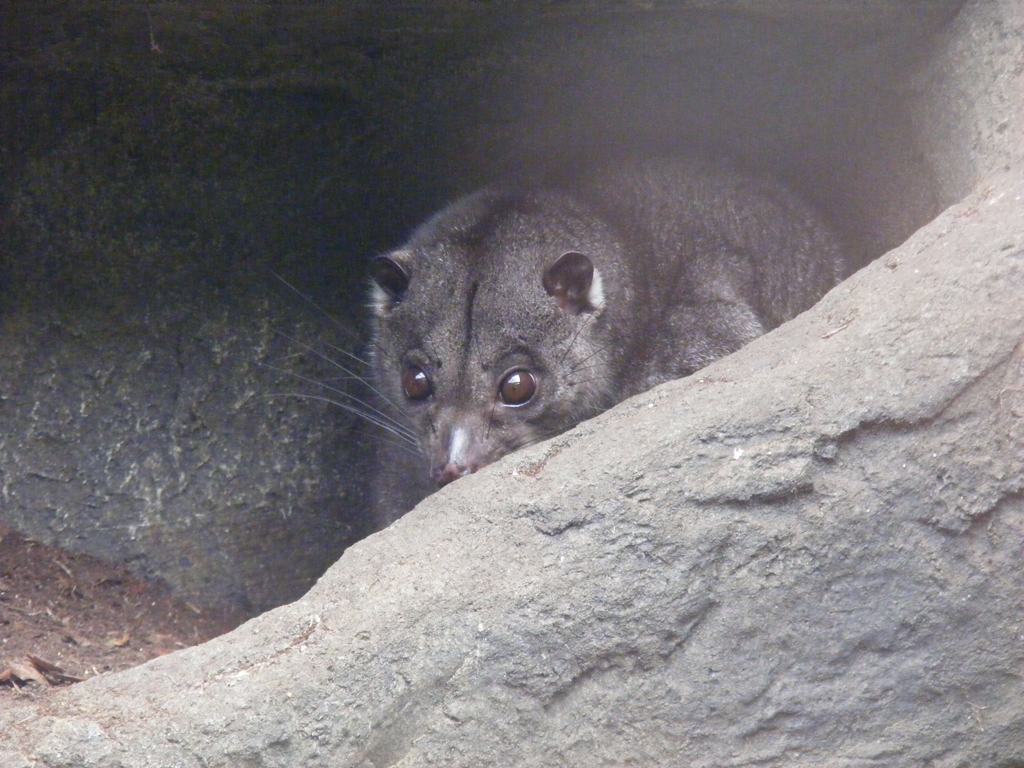 Image of Ground Cuscus