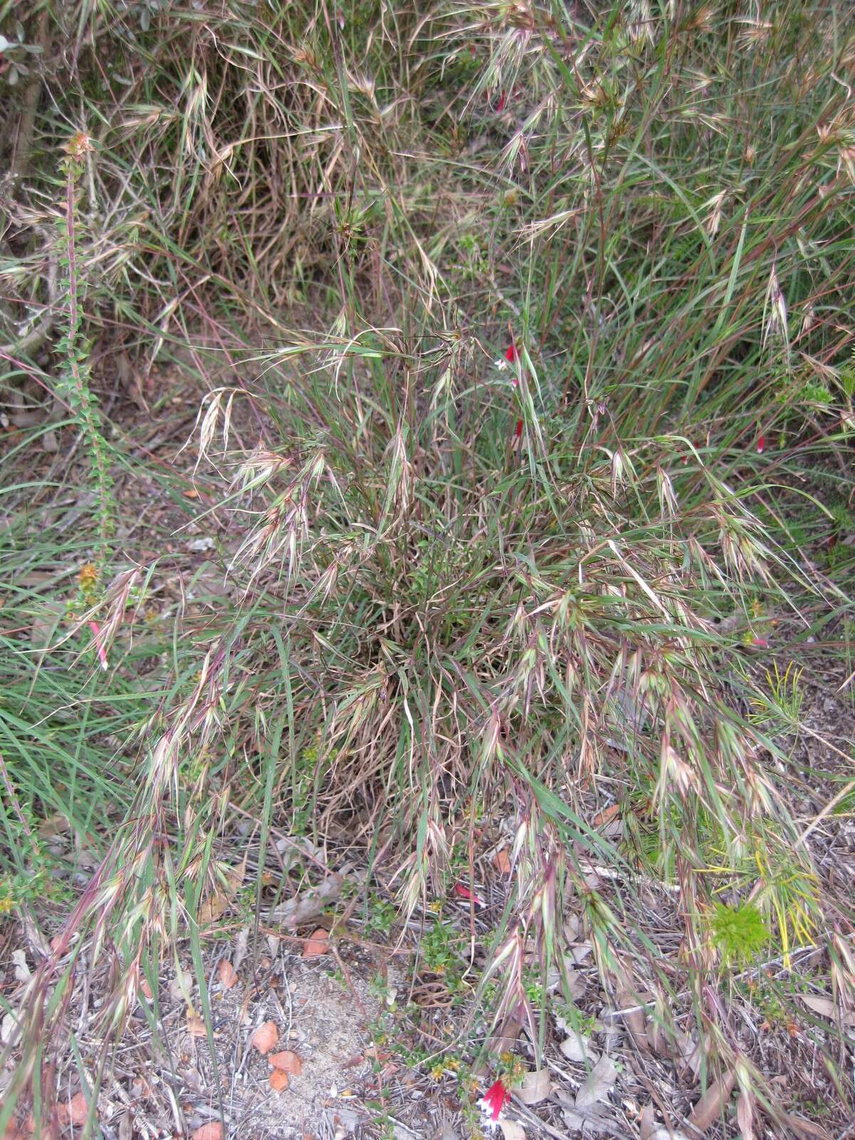 Image of Red grass