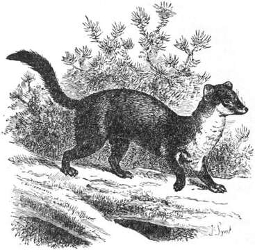 Image of Guloninae Gray 1825