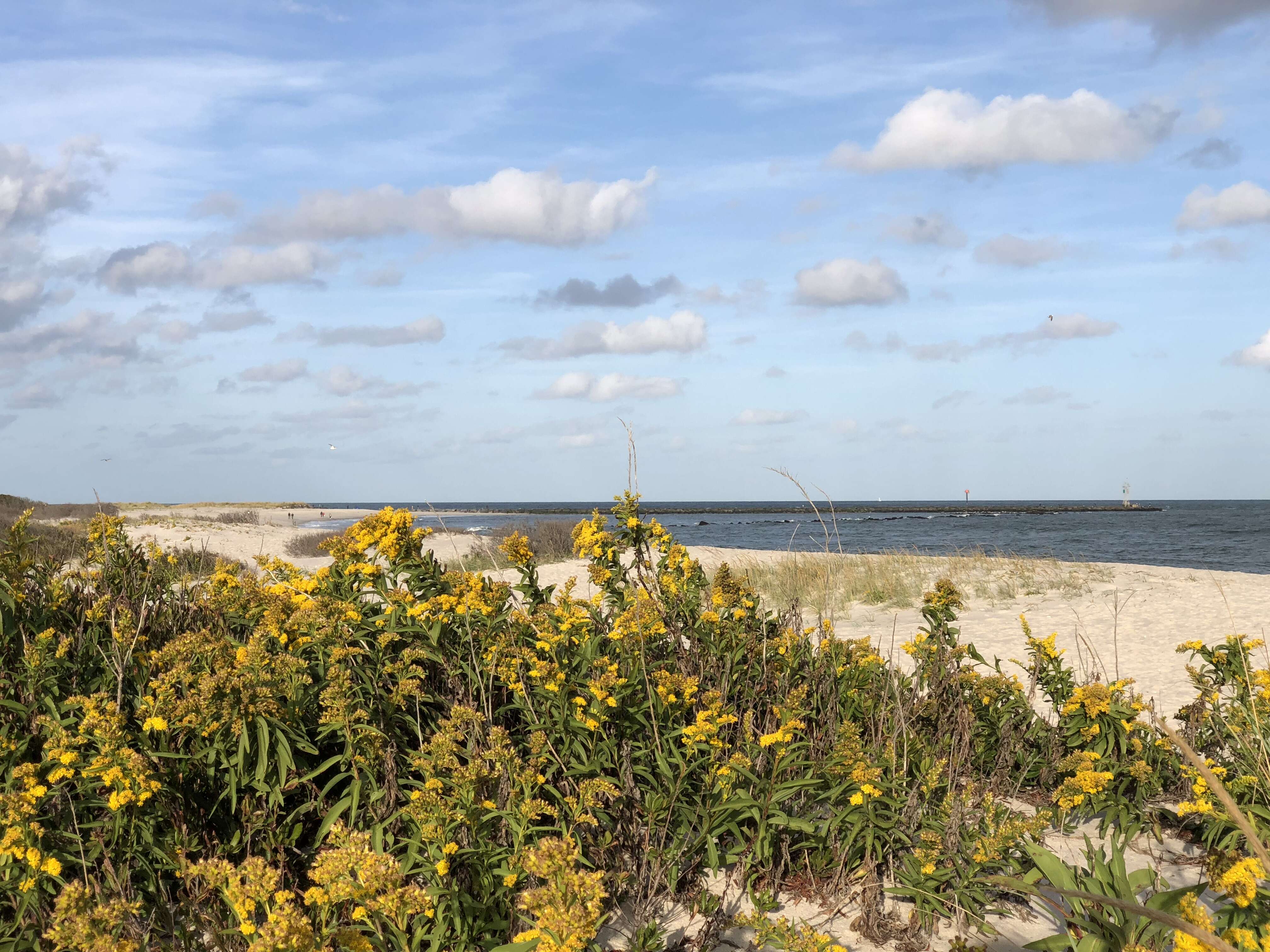 Image of seaside goldenrod