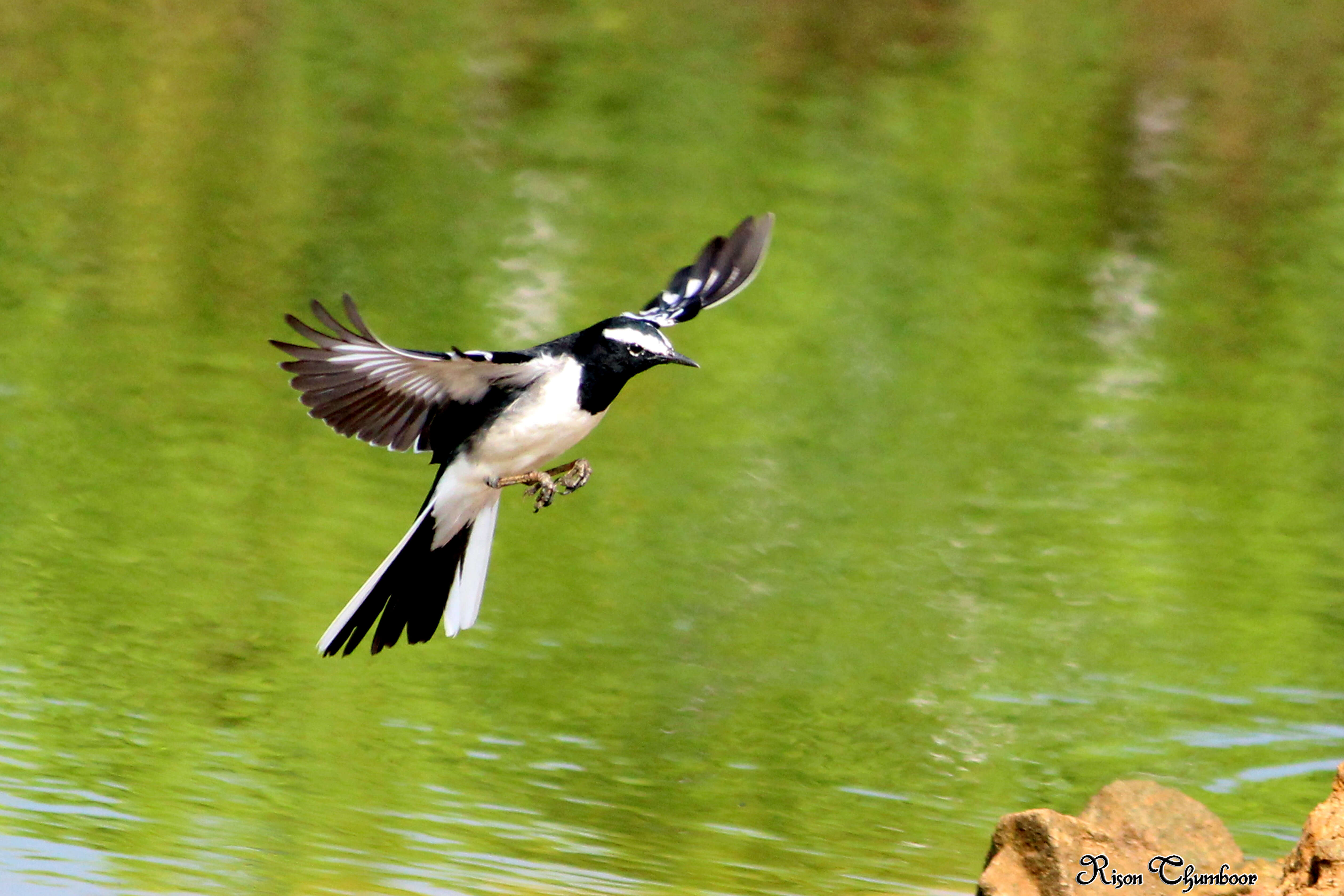 Image of White-browed Wagtail