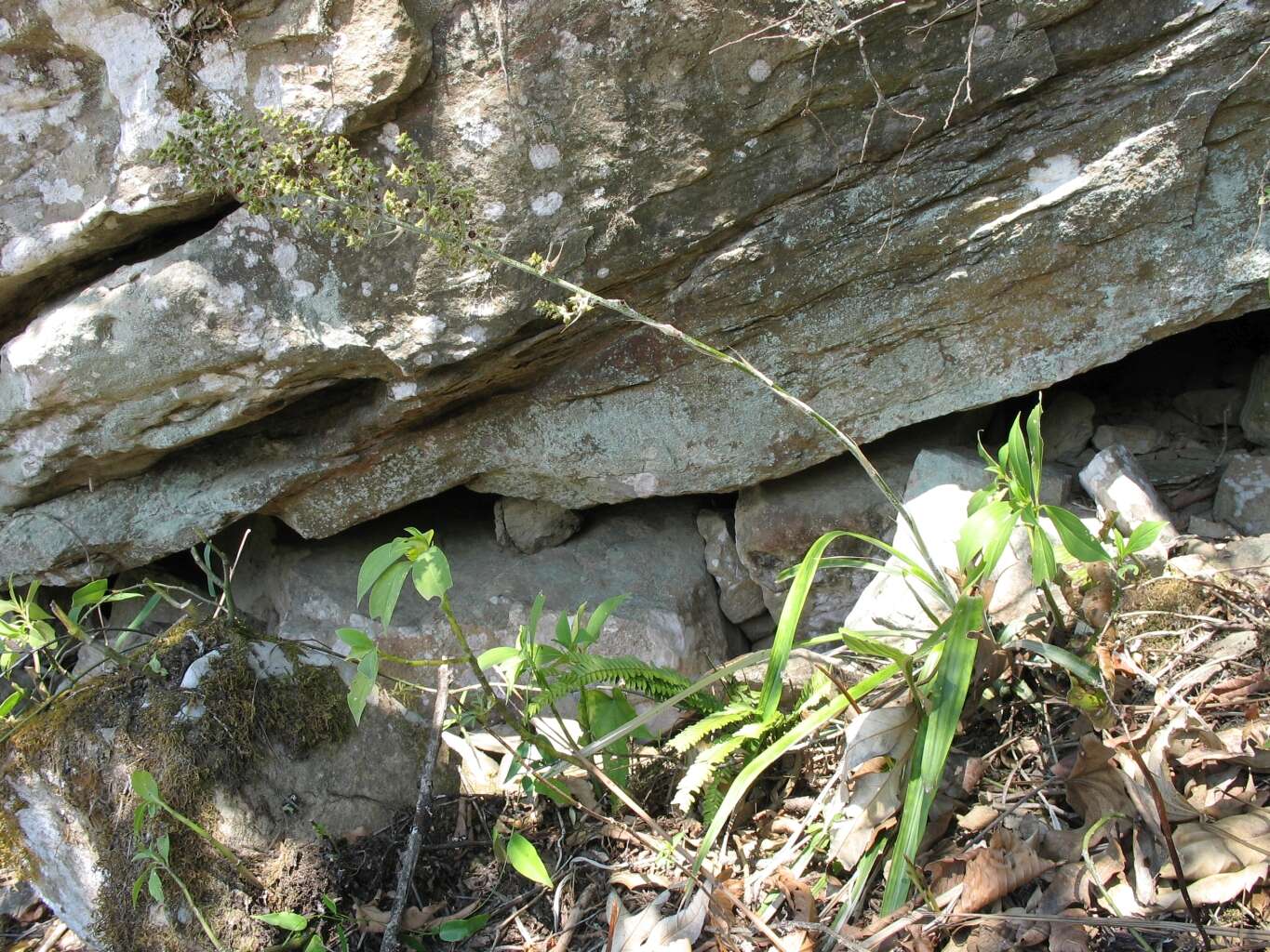 Image of Fosterella albicans (Griseb.) L. B. Sm.