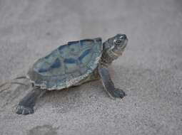 Image of Three-striped Roof Turtle